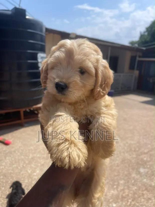 1-3 months Female Purebred Poodle · Photo 1