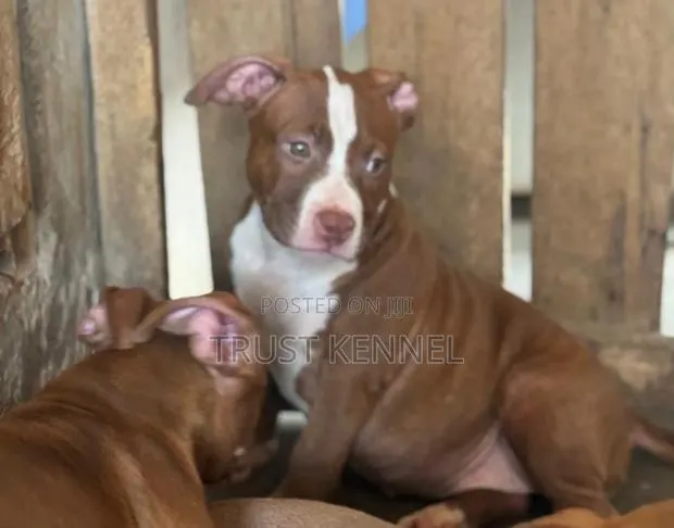 1-3 months Female Purebred American Pit Bull Terrier · Photo 1