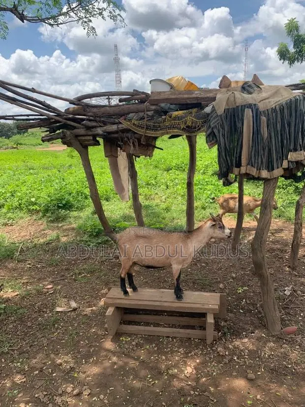 The Animals Seller · Photo 1