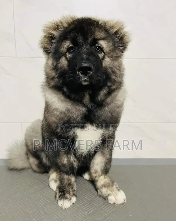 1-3 months Female Purebred Caucasian Shepherd · Photo 1