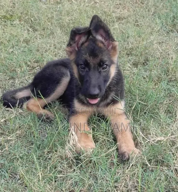 1-3 months Male Purebred German Shepherd · Photo 1
