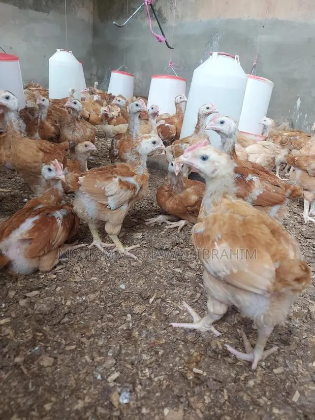 Sasso Broilers and Layers · Photo 1