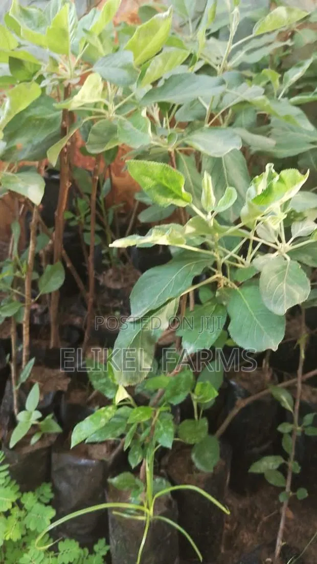 Exotic Apple Seedlings · Photo 1