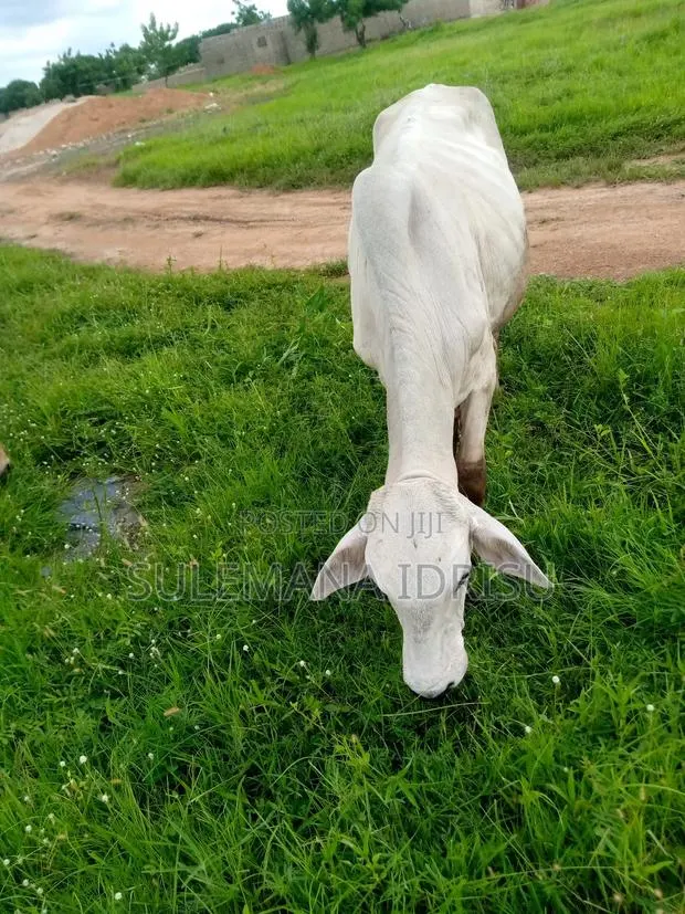 Young Gudali · Photo 1