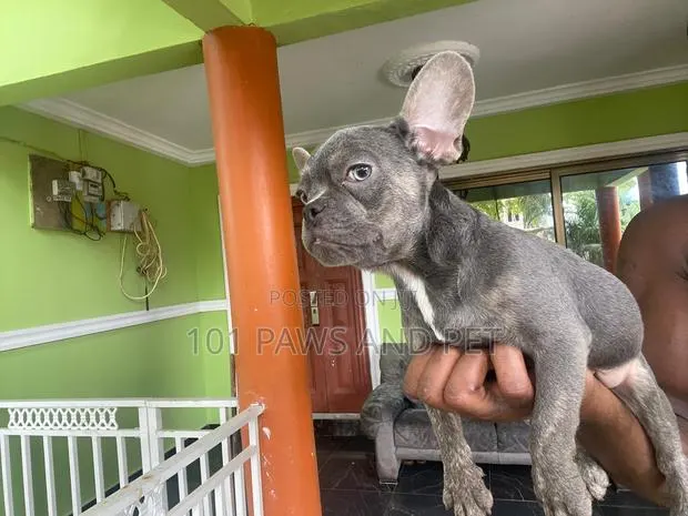 1-3 months Male Purebred French Bulldog · Photo 1
