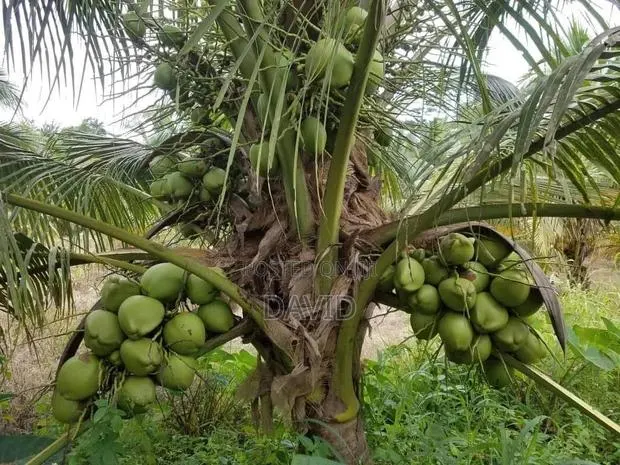 Qulity Dwarf Coconut Seedlings. · Photo 1