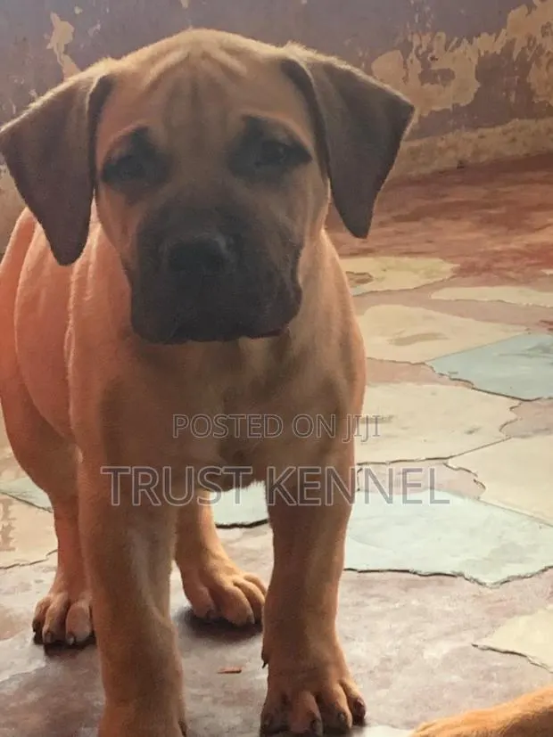 1-3 months Male Purebred Boerboel · Photo 1