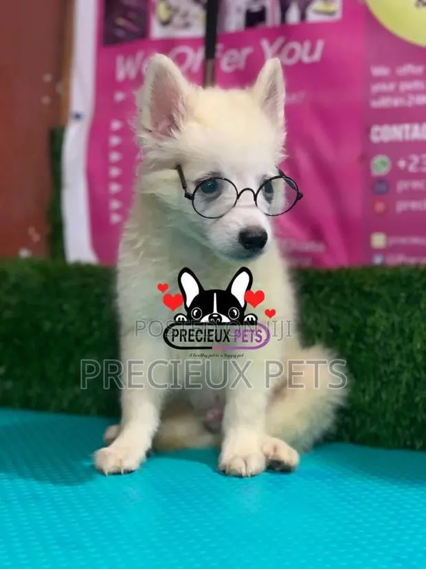 1-3 Months Male Purebred Japanese Spitz · Photo 1