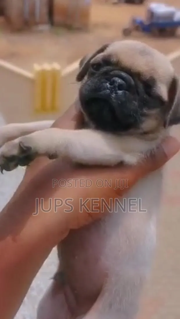 1-3 months Female Purebred Pug · Photo 1