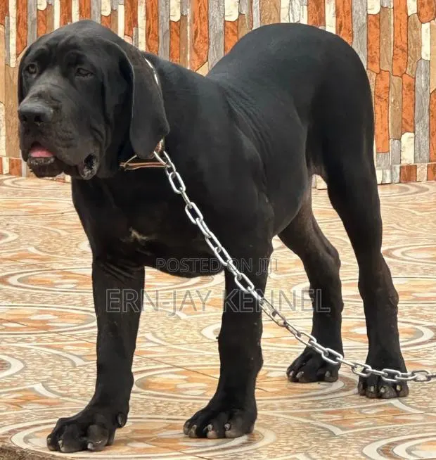 6-12 months Male Purebred Boerboel · Photo 1