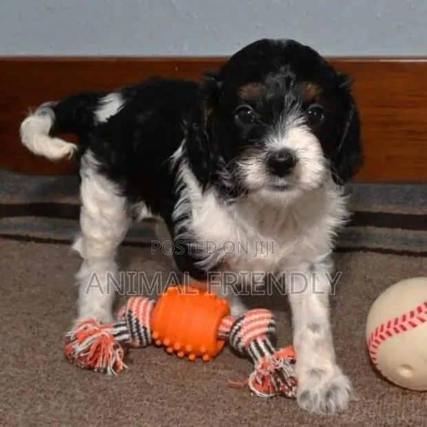 1-3 months Female Purebred Poodle · Photo 1
