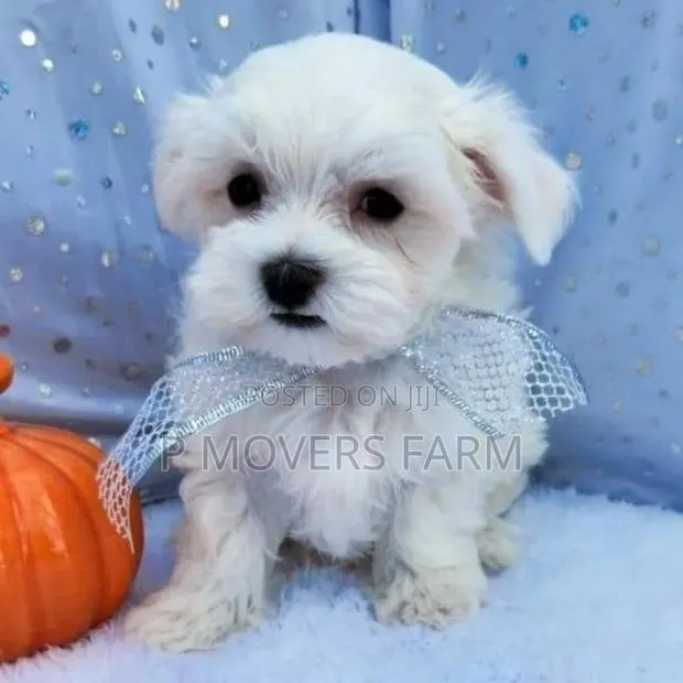 1-3 months Male Purebred Maltese · Photo 1