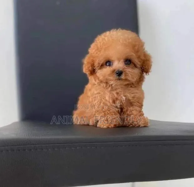 1-3 months Male Purebred Poodle · Photo 1