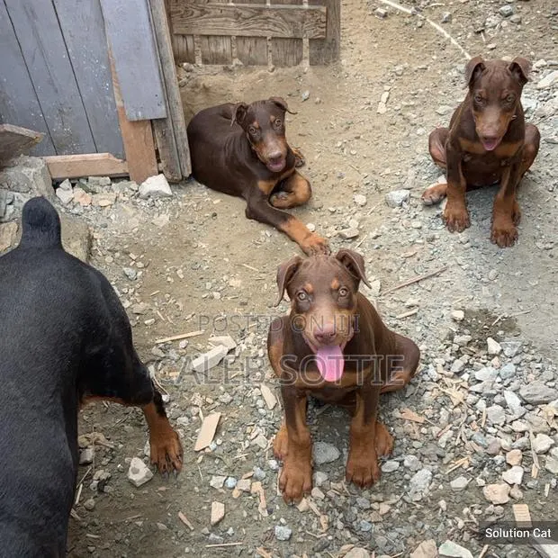 1-3 months Male Purebred Doberman Pinscher · Photo 1