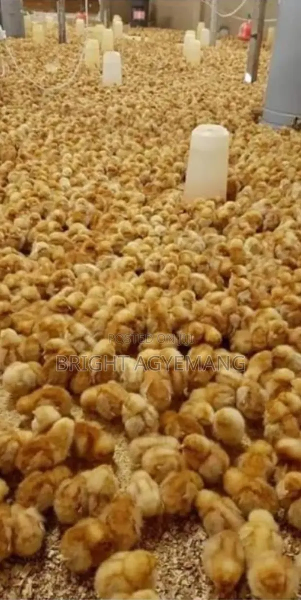 Lohmann Brown Day Old Chicks · Photo 1