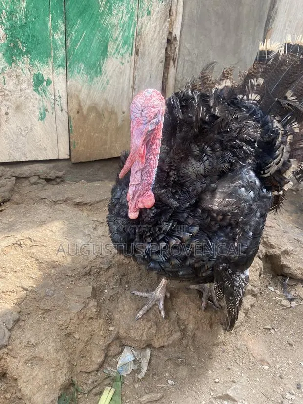 Turkey Farm