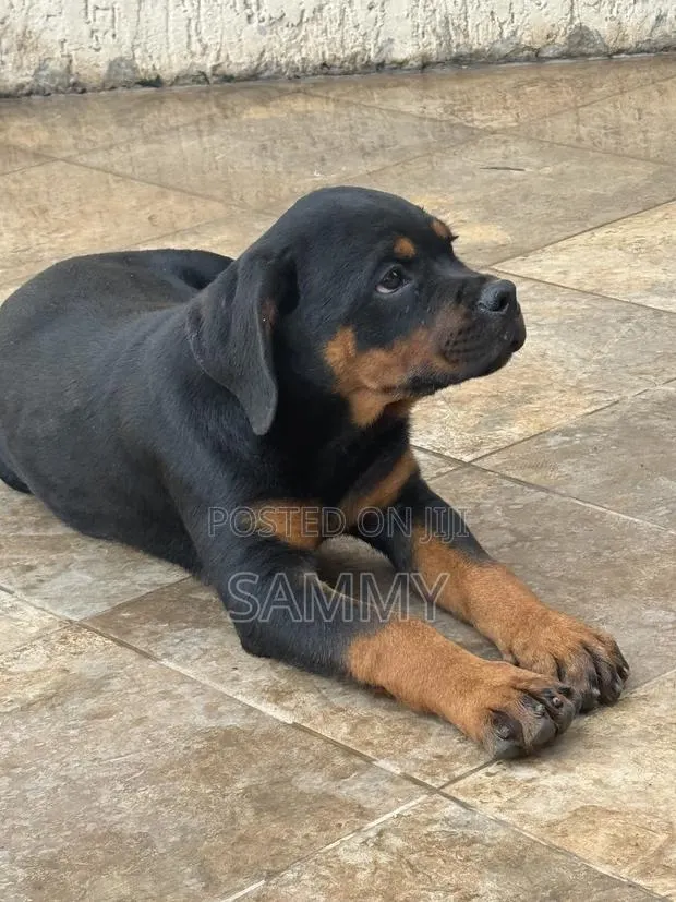 1-3 months Female Purebred Rottweiler · Photo 1