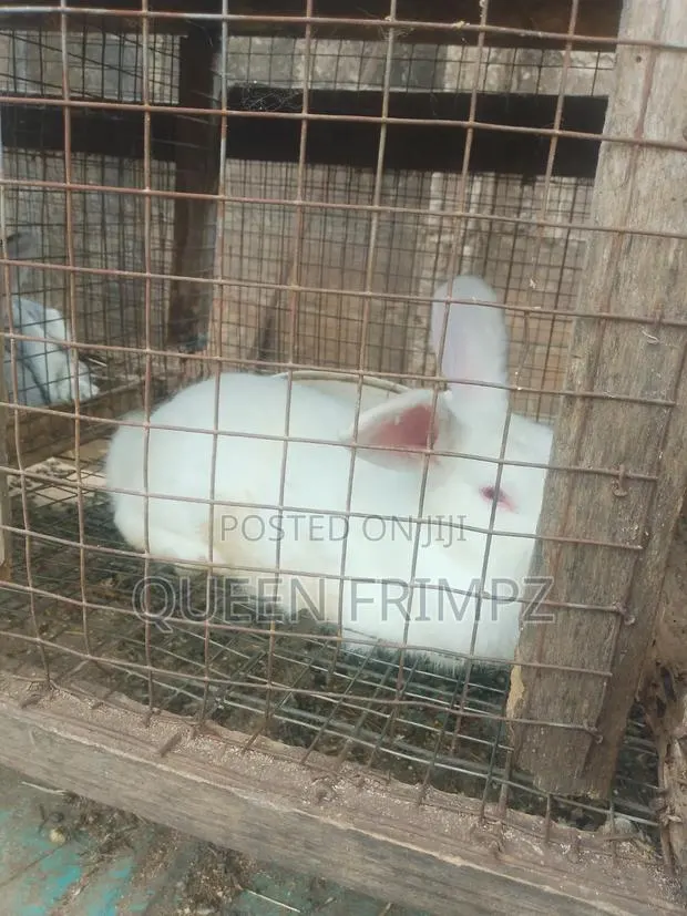 Matured Rabbits · Photo 3