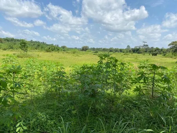 Acres of Farmland for Rent @ Offinso Adagya · Photo 4