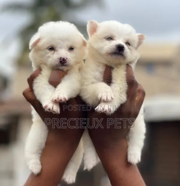 1-3 months Male Purebred American Eskimo · Photo 1