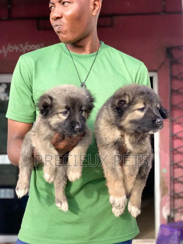 1-3 months Female Purebred Caucasian Shepherd · Photo 1