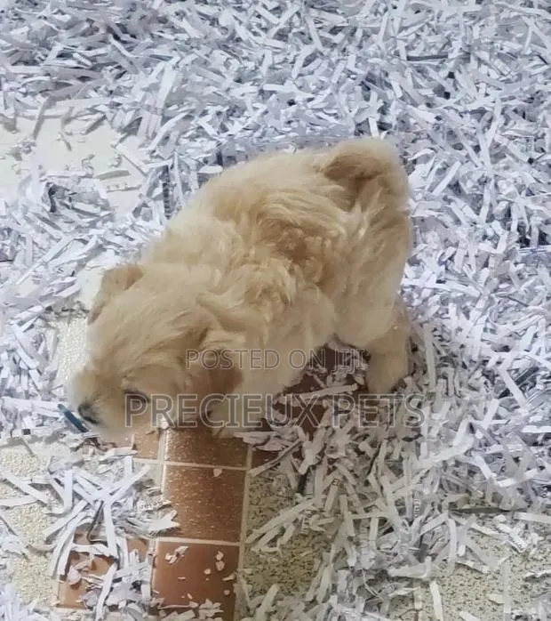 Young Female Purebred Poodle · Photo 1