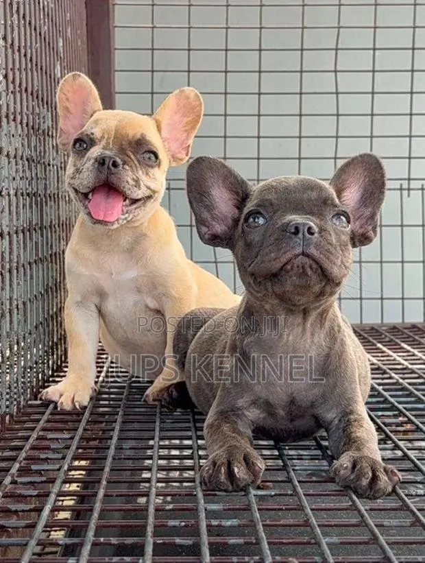 1-3 months Female Purebred French Bulldog · Photo 1