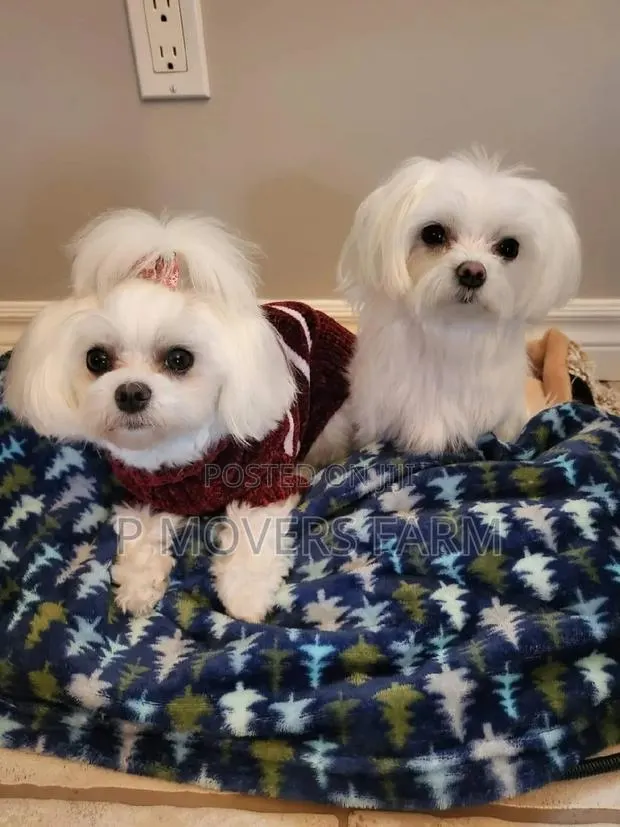 1-3 months Male Purebred Maltese · Photo 1