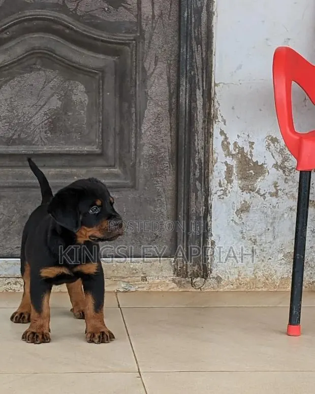 1-3 months Female Purebred Rottweiler · Photo 1