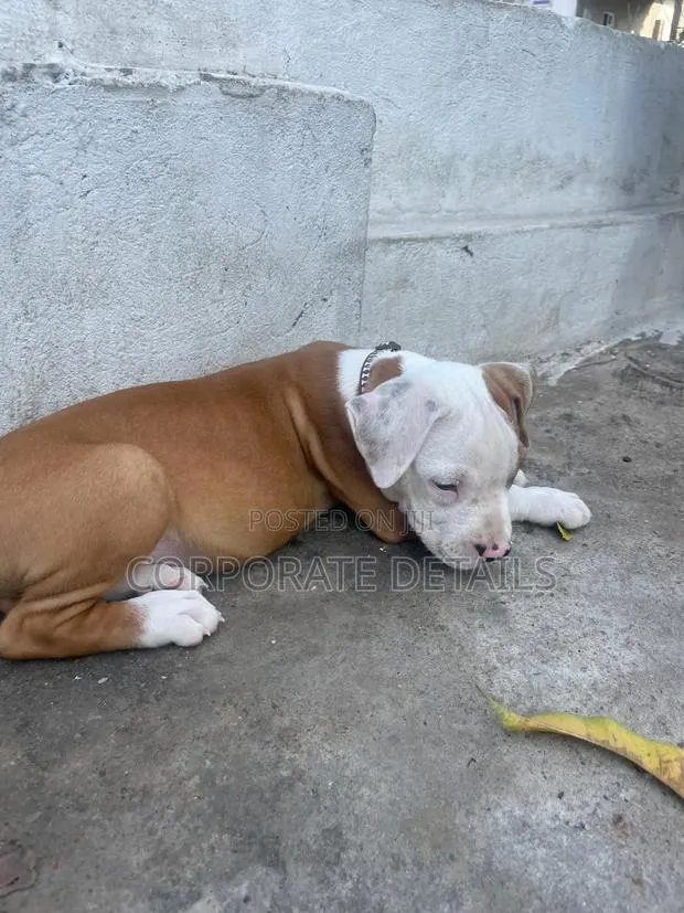 3-6 months Male Purebred American Pit Bull Terrier · Photo 1