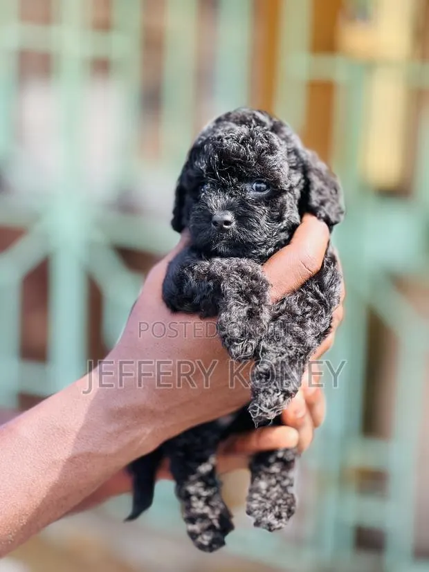 1-3 months Male Purebred Poodle · Photo 1