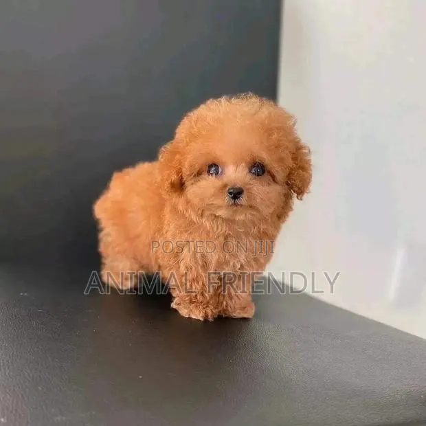 1-3 months Female Purebred Poodle · Photo 1