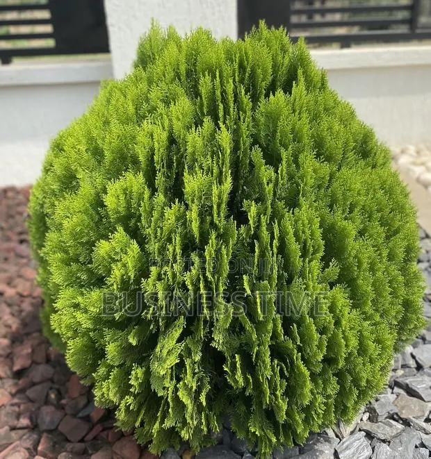 Planning Flowers and Green Grass · Photo 1