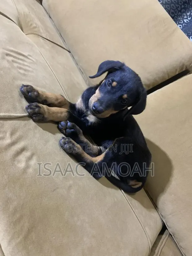 1-3 months Female Purebred Doberman Pinscher · Photo 1