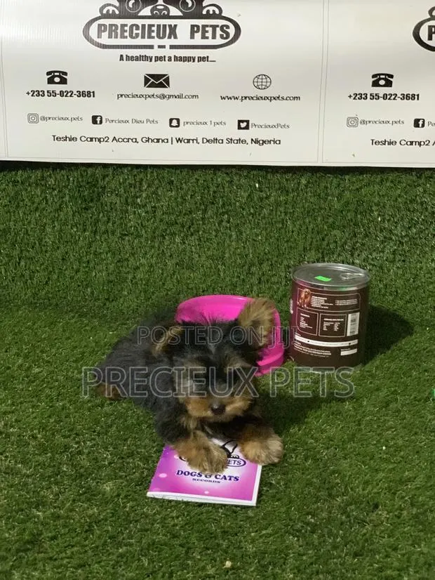 0-1 Month Female Purebred Yorkshire Terrier · Photo 6