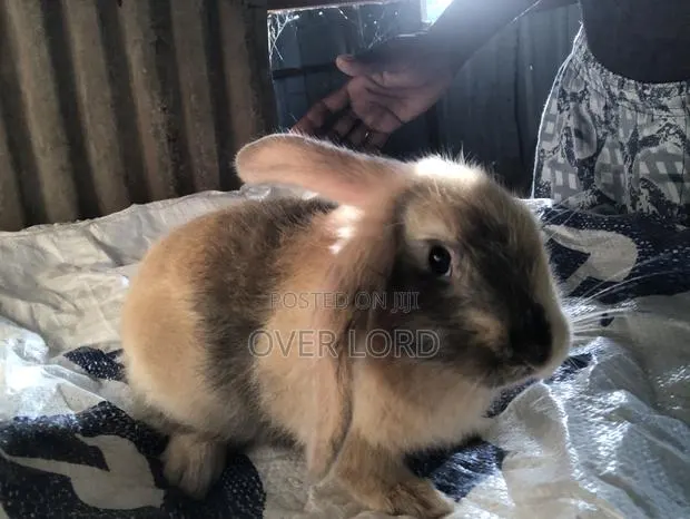 Healthy Rabbit Weaners for Sale · Photo 1