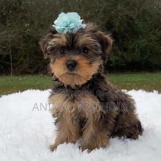 1-3 months Female Purebred Poodle · Photo 1