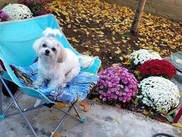 1-3 months Male Purebred Poodle · Photo 1