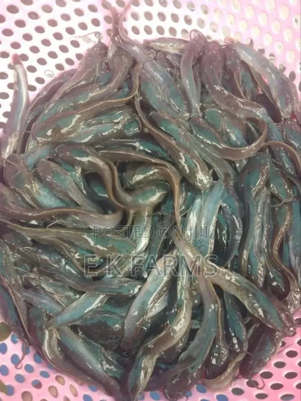 Fast Growing Catfish Juveniles · Photo 3