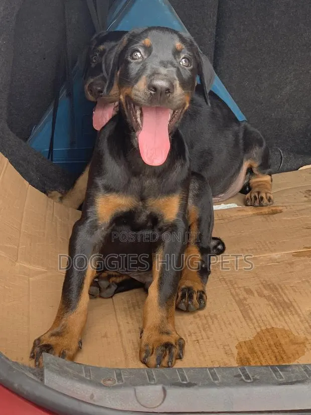 3-6 months Male Purebred Doberman Pinscher · Photo 1