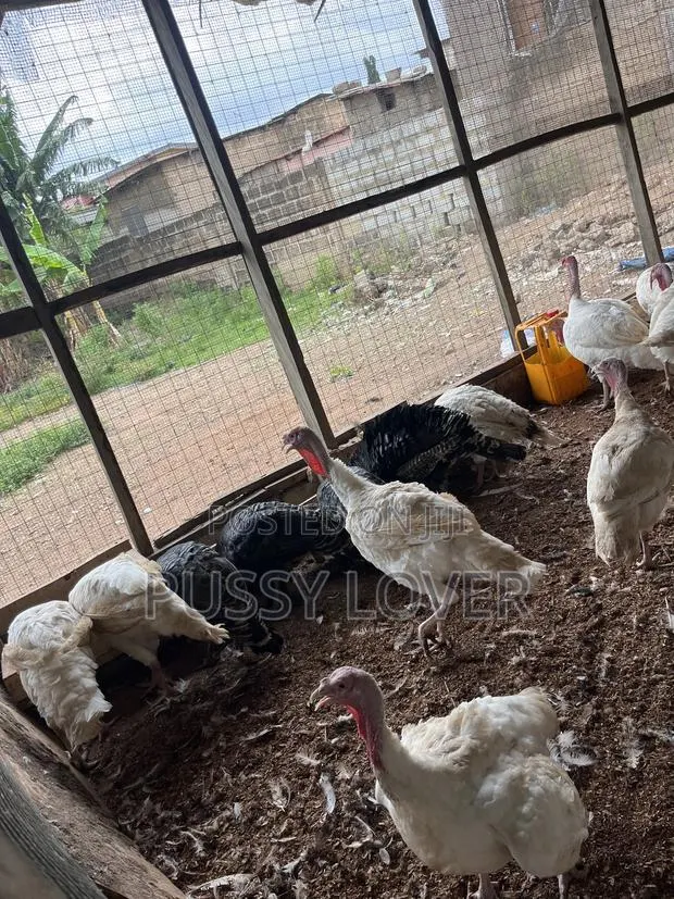 Mr Chapo’s Farm · Photo 1