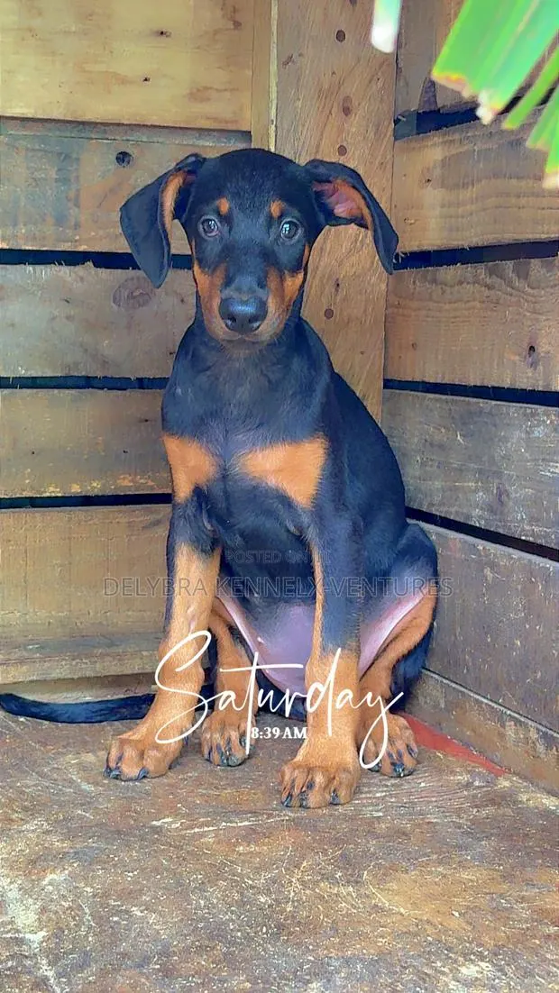 1-3 months Male Purebred Doberman Pinscher