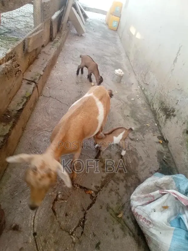 Pregnant Healthy Goat With a Baby · Photo 1
