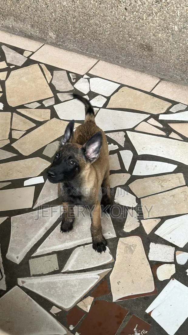 1-3 months Female Purebred Belgian Malinois · Photo 1