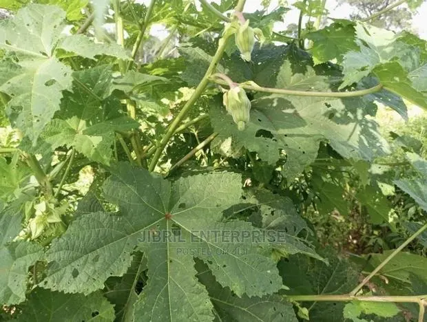 West African Okro (Abelmoscus Caillei) · Photo 1