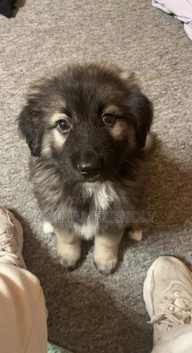 1-3 months Male Purebred Caucasian Shepherd · Photo 1