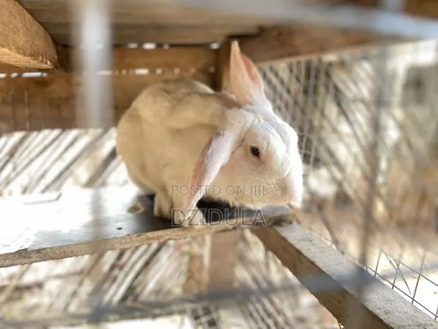 Livestock (Rabbits) · Photo 1