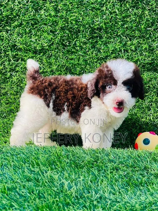 1-3 months Male Purebred Poodle · Photo 1