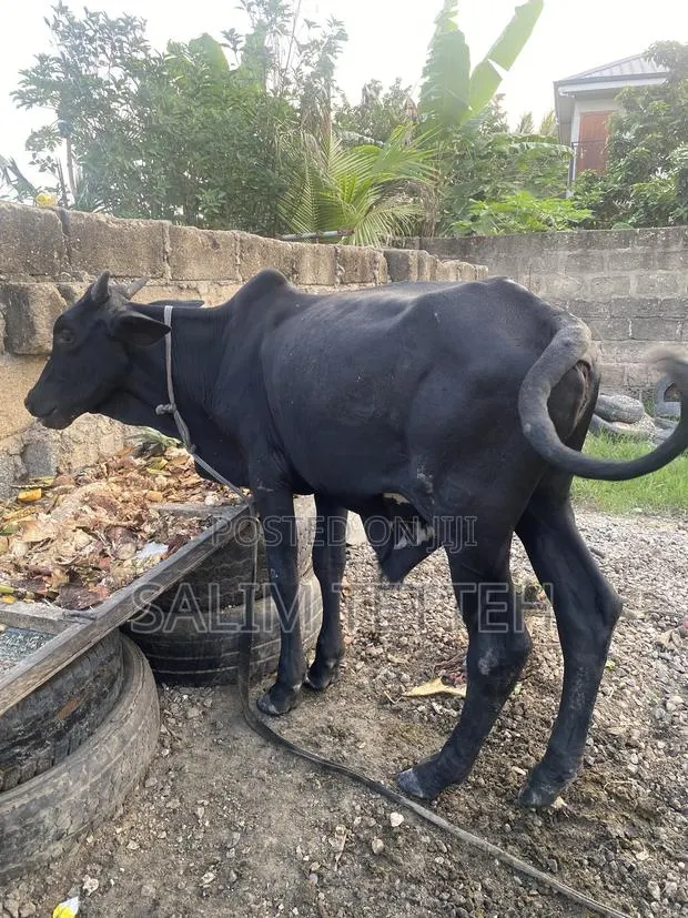 Black Cow Going for Cool Price · Photo 1