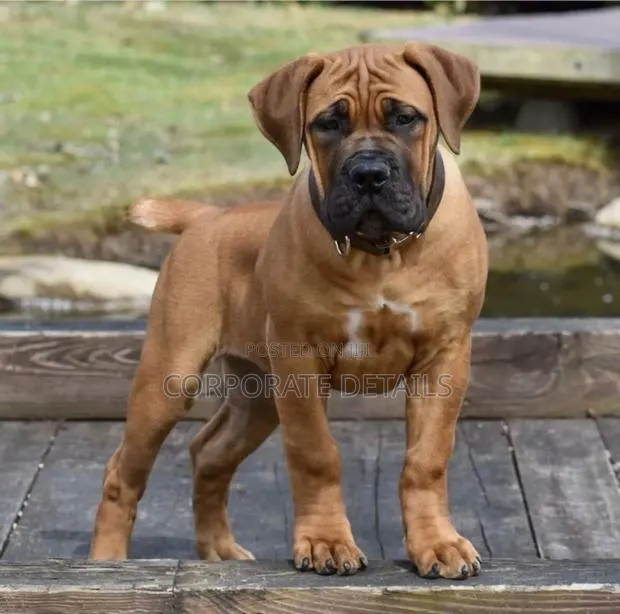 3-6 months Male Purebred Boerboel · Photo 1